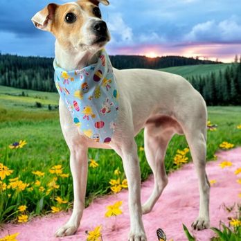 Sweetbriar kennels - Cosmo - Pet Breeders Near Me - Boaz, Alabama Sweetbriar kennels - Cosmo - Pet Breeders Near Me - Boaz, Alabama