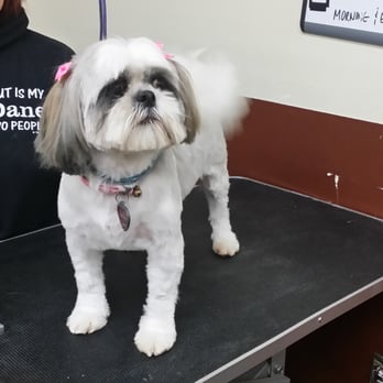West Coast Grooming Academy - After the grooming, Pretty Girl. - Pet Groomers Near Me - Arcadia, California West Coast Grooming Academy - After the grooming, Pretty Girl. - Pet Groomers Near Me - Arcadia, California