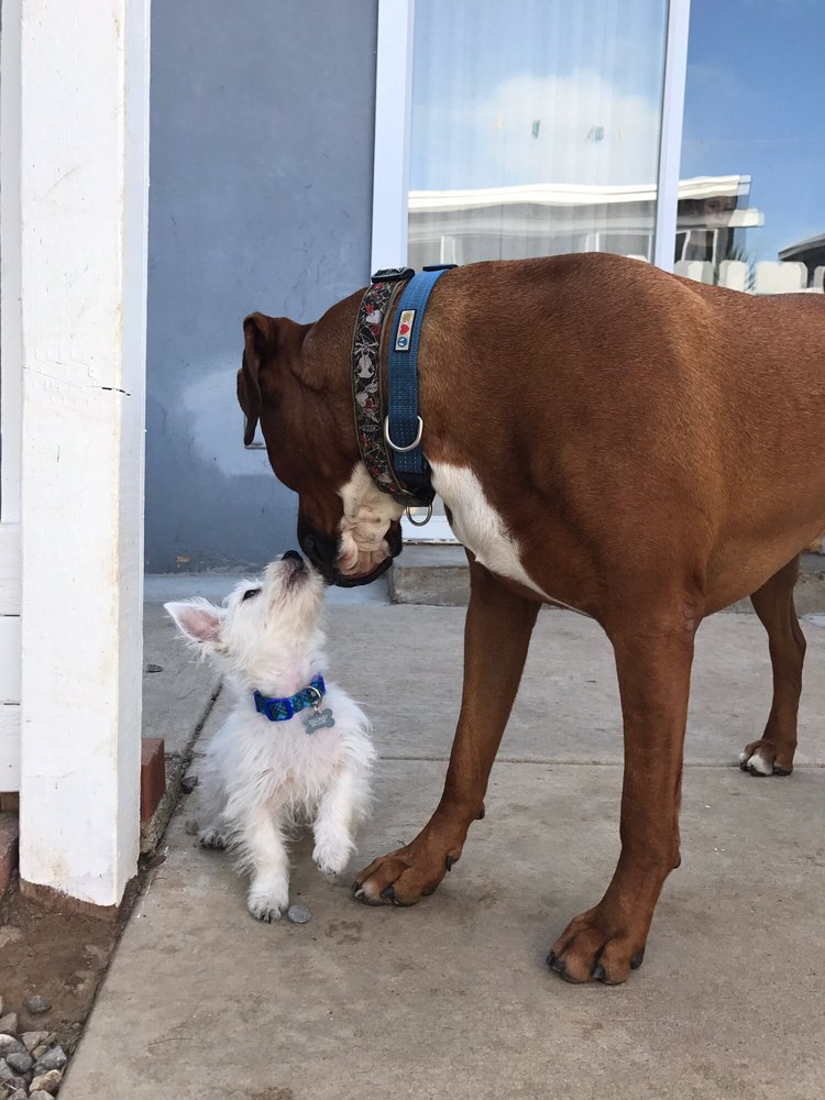 Down To Earth Dogs Updated COVID19 Hours & Services 157 Photos