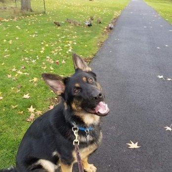 Heel Works - Chester at 9 months old sitting politely while the ducks crossed our path. - Pet Training Near Me