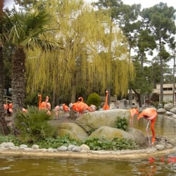 Zoo la Palmyre - Quel bel oiseau ...