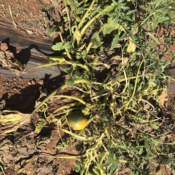 Rancho Bernardo Pumpkin Farm - Here's a small pumpkin that is still growing. - Pumpkin Patches Near Me - San Diego, California Rancho Bernardo Pumpkin Farm - Here's a small pumpkin that is still growing. - Pumpkin Patches Near Me - San Diego, California