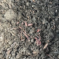 The Scarlet Worm