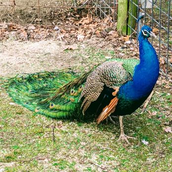 Cohanzick Zoo - Peacock - Zoos Near Me - Bridgeton, New Jersey