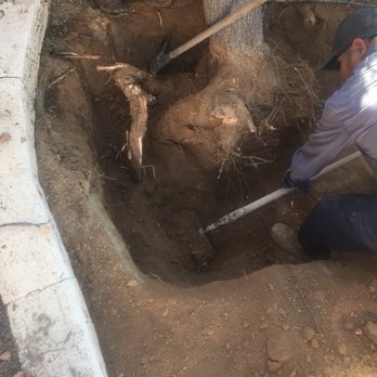 AAM Plumbing Services - Tree removal - Plumbing Near Me - Maricopa, Arizona