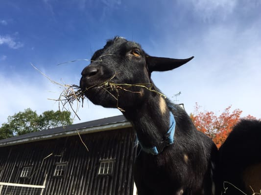 Sunflower Farm Creamery by null