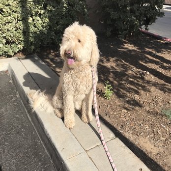 Canine Solutions - Ranch girl - Pet Training Near Me - Temecula, California