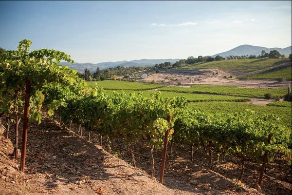 Merus Wines by null