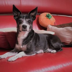 Speedway Veterinary Hospital - Our beloved Penny had many good years living with a heart condition thanks to Dr. Boyer's care.