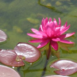 We build water gardens and koi ponds
