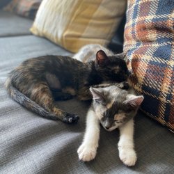 Second Chance Pet Adoptions