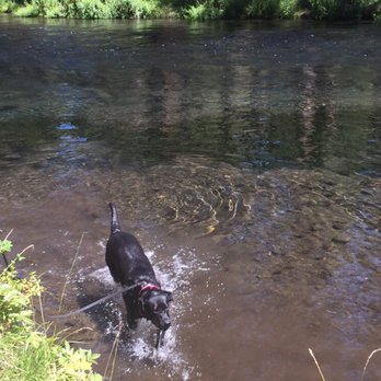 Stofer's Labs - Water dog - Pet Training Near Me - Prunedale, California Stofer's Labs - Water dog - Pet Training Near Me - Prunedale, California