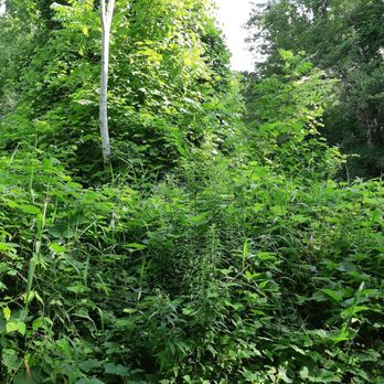 East Don Parkland - A mixture of different foliage. I love being outdoors! - Parks Near Me - Toronto, Ontario East Don Parkland - A mixture of different foliage. I love being outdoors! - Parks Near Me - Toronto, Ontario