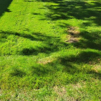 Kramer-Triad Management Group - Burnt, grass that was green like the surrounding grass. Tire tracks again - Property Management Near Me - Troy, Michigan