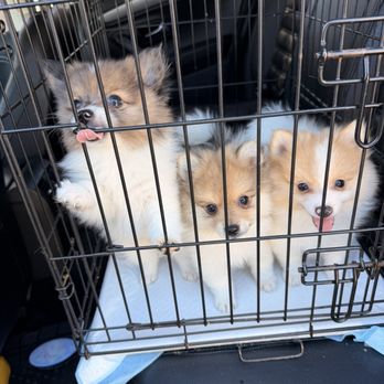 Riverside Regional Veterinary Group - Happy pups! - Veterinarians Near Me - Riverside, California Riverside Regional Veterinary Group - Happy pups! - Veterinarians Near Me - Riverside, California