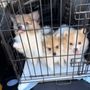 Riverside Regional Veterinary Group