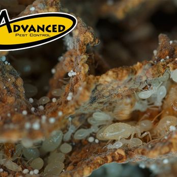 Advanced Pest Control - Pest Control Near Me - Hot Springs, Arkansas Advanced Pest Control - Pest Control Near Me - Hot Springs, Arkansas