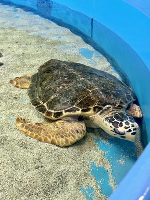 Cairns Aquarium by null