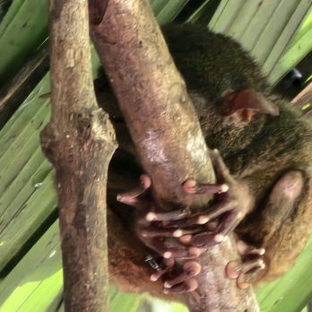 Philippine Tarsier Sanctuary - Community Service/Non-Profit Near Me - Corella, BOH Philippine Tarsier Sanctuary - Community Service/Non-Profit Near Me - Corella, BOH