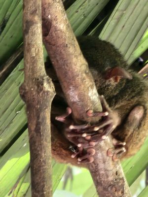 Philippine Tarsier Sanctuary by null