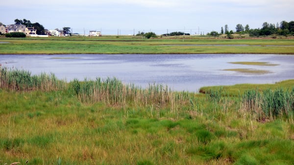 Belle Isle Marsh Reservation by null