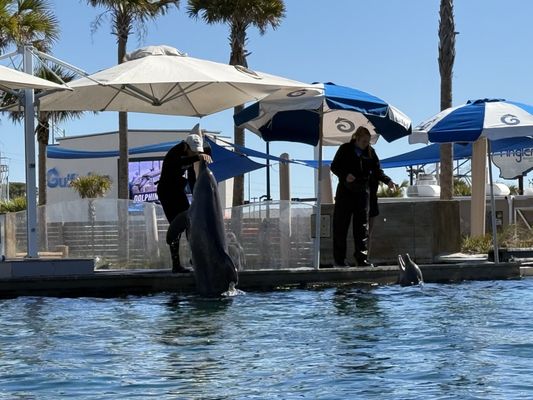 Gulfarium Marine Adventure Park by null