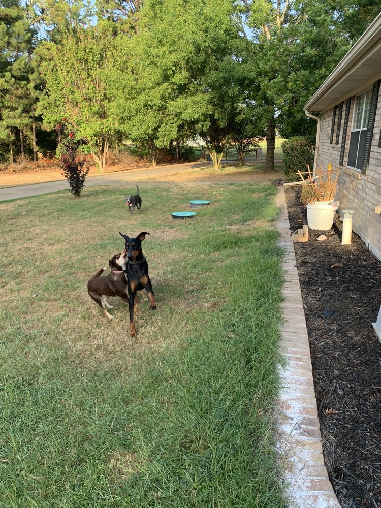 ELKHART DOG RANCH Updated July 2024 26 Photos Elkhart, Texas