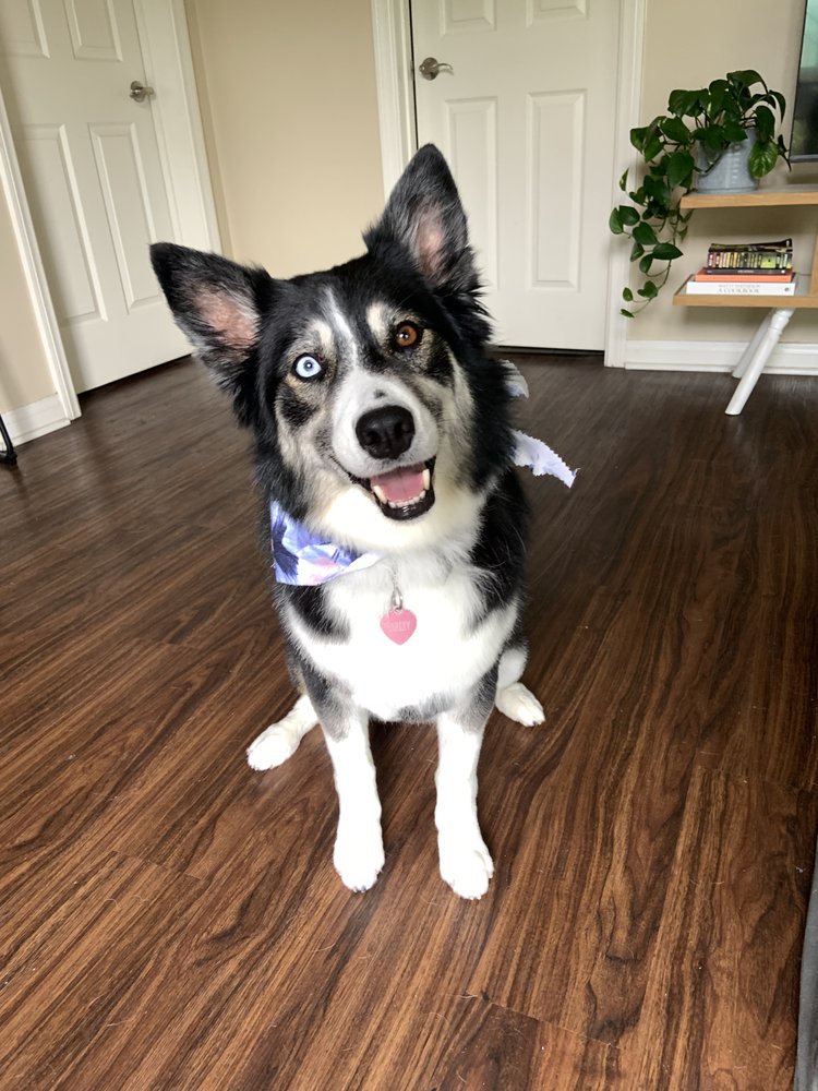 ZIP A DEE DOO DOGS MOBILE DOG GROOMING Updated September 2024 106