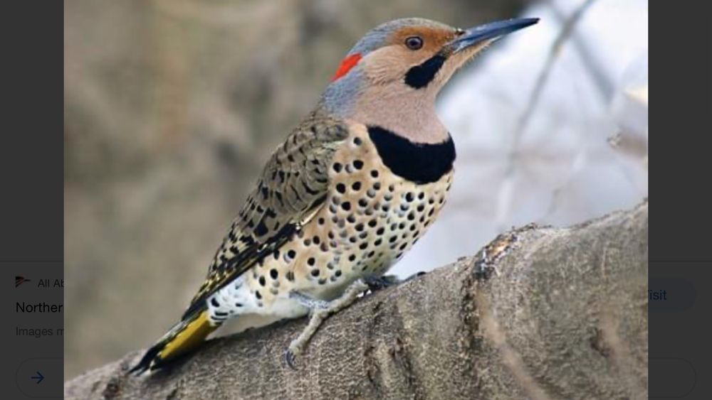Anchor Stump Removal - tree service in Knoxville, TN