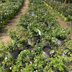 The Hidden Gem Nursery