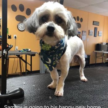 Pawz-n-Clawz - Dog grooming - Pet Groomers Near Me - Baltimore, Maryland Pawz-n-Clawz - Dog grooming - Pet Groomers Near Me - Baltimore, Maryland
