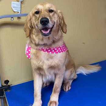 Bark & Bubbles - Pet Groomers Near Me - Nettleton, Mississippi Bark & Bubbles - Pet Groomers Near Me - Nettleton, Mississippi