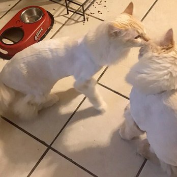 Pet and Home Care - Timba kissing his brother Romeo - Pet Sitting Near Me - Martines, California