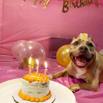 George - Thank you for the sweet lady that helped me out today. My puppers loved her cake! - Pet Stores Near Me - San Ramon, California