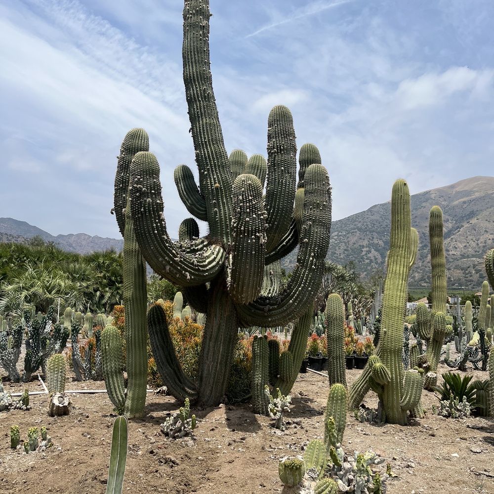 Sal’s Cactus Mart - Will that fit in my Tiguan? - Nurseries & Gardening Near Me - Fillmore, California Sal’s Cactus Mart - Will that fit in my Tiguan? - Nurseries & Gardening Near Me - Fillmore, California