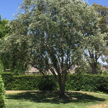 ELM Tree Care - Tree Services Near Me - Temecula, California ELM Tree Care - Tree Services Near Me - Temecula, California