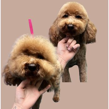 Luxe Grooming - Before & After! - Pet Groomers Near Me Luxe Grooming - Before & After! - Pet Groomers Near Me