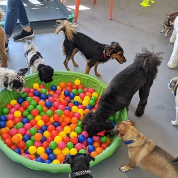 Barx Parx - Pet Training Near Me - Las Vegas, Nevada Barx Parx - Pet Training Near Me - Las Vegas, Nevada