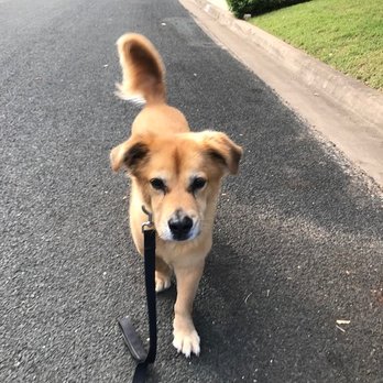 Hound Hikes ATX - Morning Stroll with this princess. - Dog Walkers Near Me