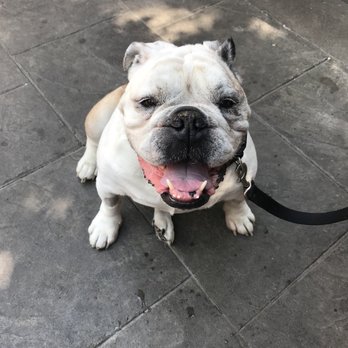 5280 Veterinary Care - Our happy 12 year old bully, thanks for taking care of him :) - Veterinarians Near Me - Denver, Colorado 5280 Veterinary Care - Our happy 12 year old bully, thanks for taking care of him :) - Veterinarians Near Me - Denver, Colorado