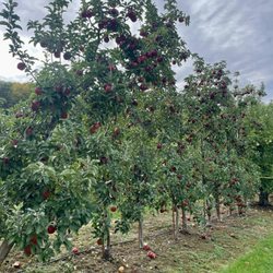 O'Neill's Orchard