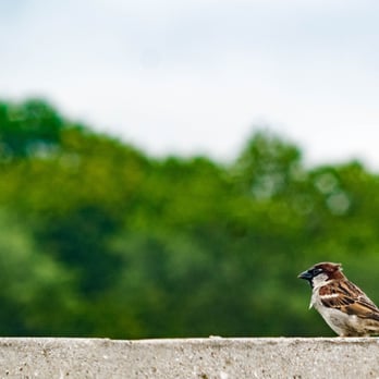 NJC Photos - "Sparrow on a Ledge" - Session Photography Near Me - Dix Hills, New York NJC Photos - "Sparrow on a Ledge" - Session Photography Near Me - Dix Hills, New York
