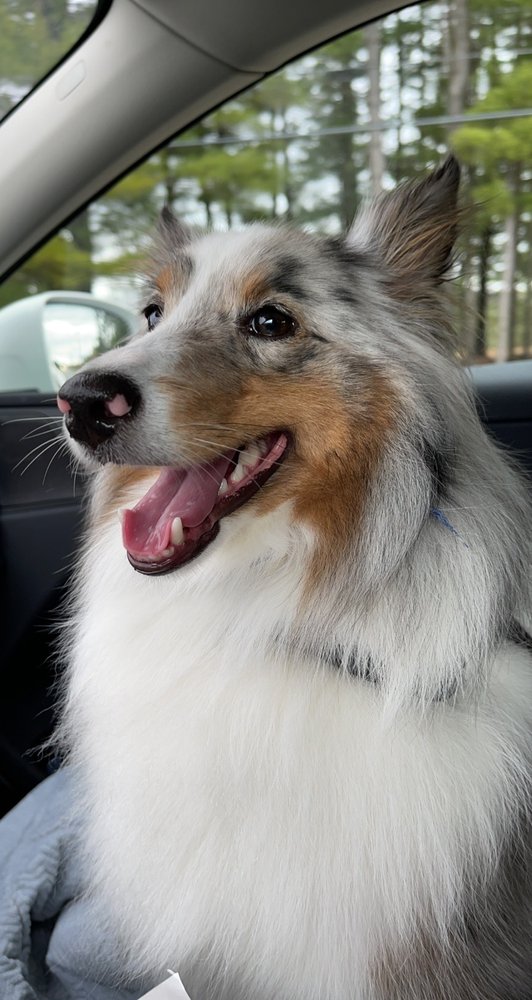 PAWTOPIA 10 Photos Pet Groomers 244 Sheep Davis Rd, Concord, NH