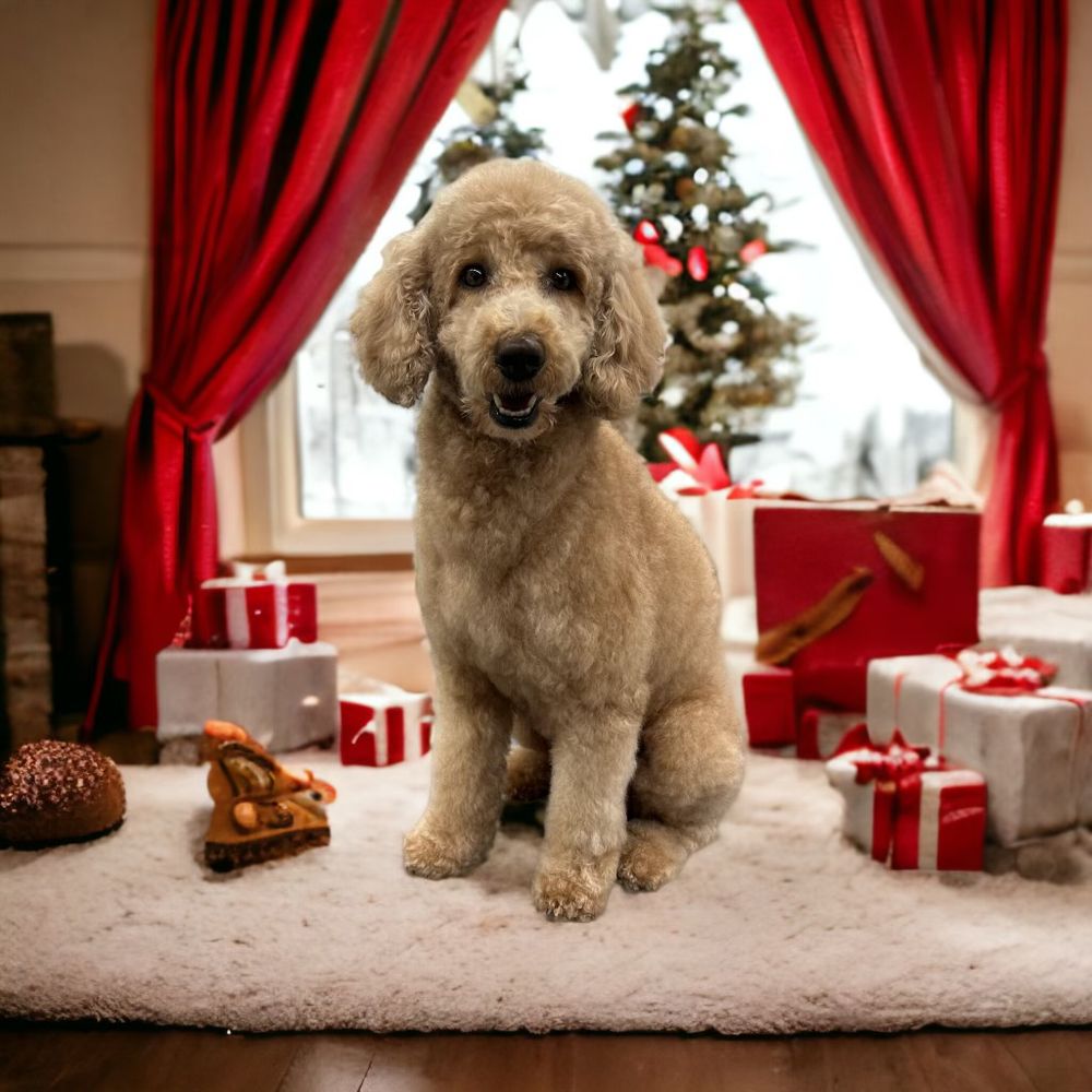 POSHY PAWS Updated August 2024 69 Photos & 88 Reviews Peoria