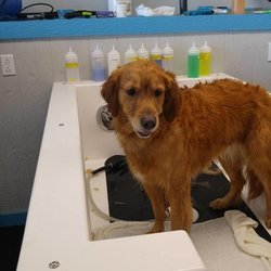 Wet Ur Paws Dog Wash & Grooming