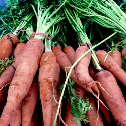 Swarthmore Farmers Market - Ready for roasting