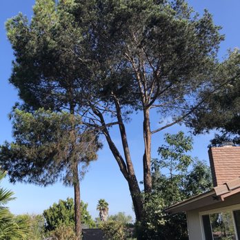 Master Tree Services - Before: two large pines overhanging my house. - Tree Services Near Me