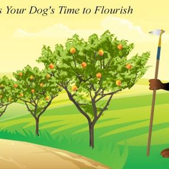 Peachtree Dog Training - Pet Training Near Me Peachtree Dog Training - Pet Training Near Me