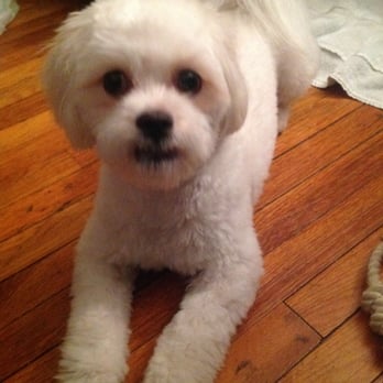 Squeaky Clean Dog Grooming - Don't I look cute I just got my haircut by Larissa:-) - Pet Groomers Near Me - New York, New York