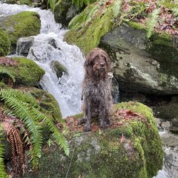 Pawsitively Canine Dog Training - Piper!